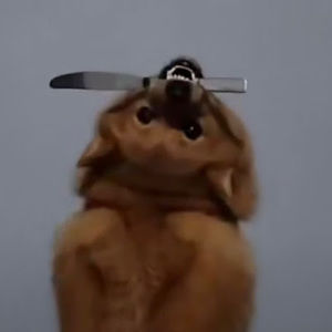 Meet your Posher, Bina